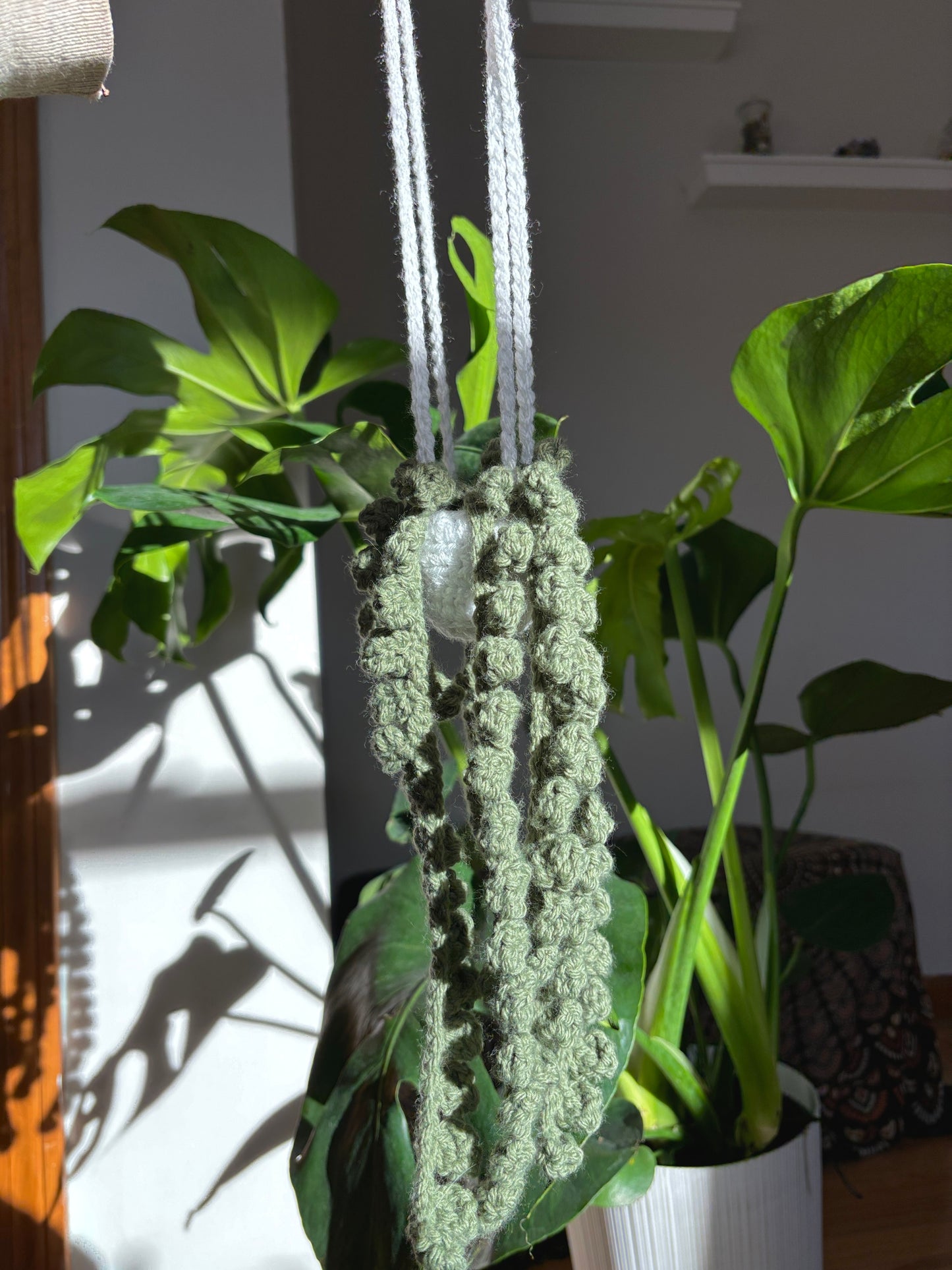 String of Pearls Hanging Plant